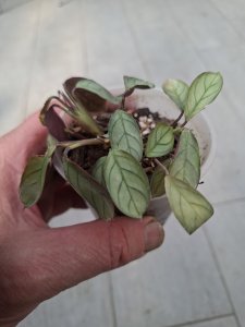 Ctenanthe burle marxii
