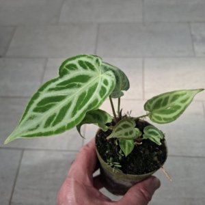 Anthurium "Selby’s Silver"