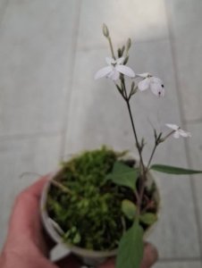 Pseuderanthemum tenellum