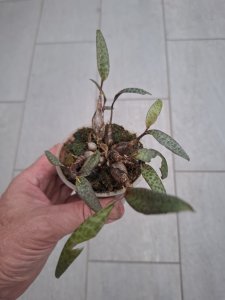 Ledebouria socialis
