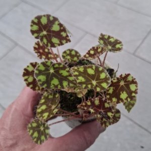Begonia bowerae 'Tiger'