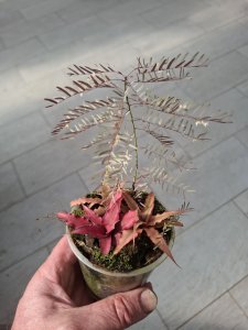 Cryptanthus bivittatus
