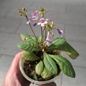 Primulina tamiana
