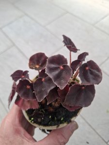 Begonia MAGIC COLOURS "CONGA"
