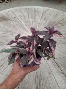 Guinura decumbens var. variegata
