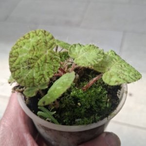 Begonia longiciliata