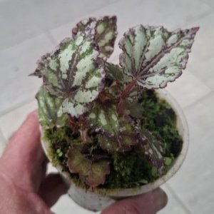 Begonia rex 'Dew Drop'