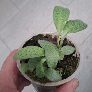 Ledebouria pauciflora