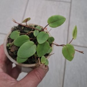 Begonia elaeagnifolia