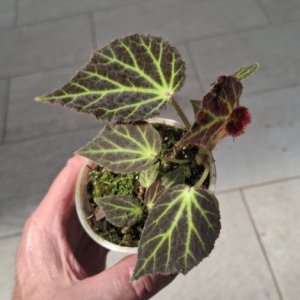 Begonia chloroneura