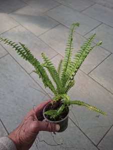 Nephrolepis exaltata "Teddy Junior"