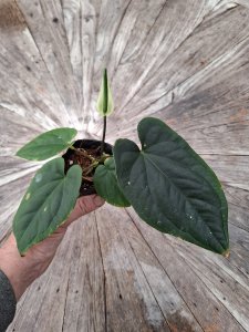 Anthurium dressleri