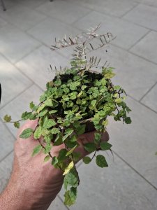 Ficus quercifolia