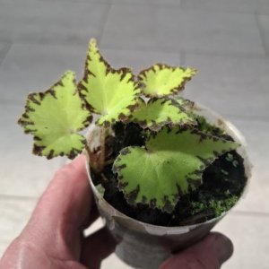 Begonia Magic Colours "Jive"