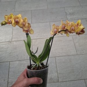 Phalaenopsis  "Mimesis Limpopo"