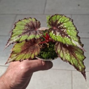 Begonie Rex  'Snow Poplar'