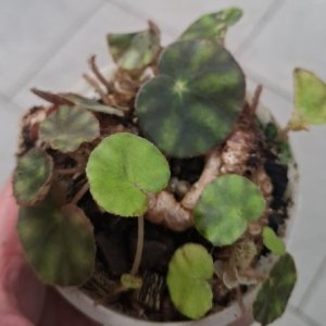Begonia cleopatrae