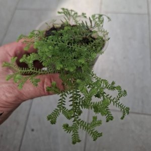 Selaginella helvetica