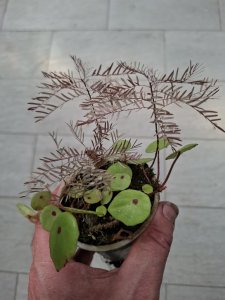 Begonia conchifolia var. Rubrimacula