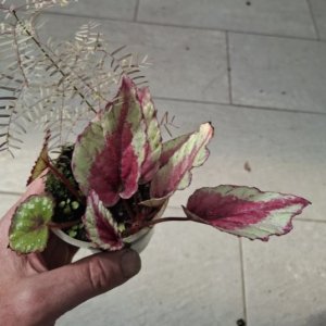 Begonia rex 'Evening Glow'
